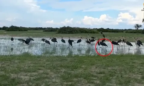 CLIP: Rắn hổ mang bị đàn cò khổng lồ bao vây – Pha xử lý thông minh đầy kịch tính