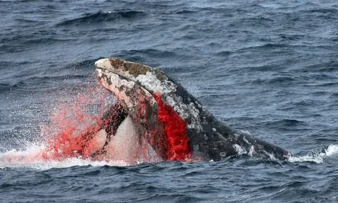 CLIP: Bầy cá voi sát thủ phối hợp ăn ý, hạ sát cá voi lưng gù