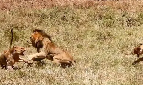 CLIP: Sư tử đơn độc thị uy sức mạnh, cướp mồi từ cả đàn sư tử