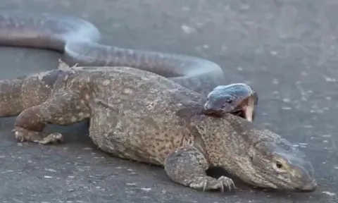 CLIP: Cắn túi bụi vào kỳ đà, rắn hổ mang vẫn chẳng thể làm gì được đối thủ