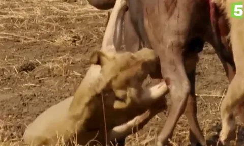 CLIP: Đang bị sư tử 'xẻ thịt', trâu rừng bất ngờ vùng dậy húc cho kẻ đi săn trọng thương