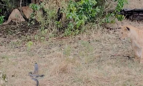 CLIP: Rắn hổ mang cực độc bò vào tận 'hang ổ', tấn công sư tử