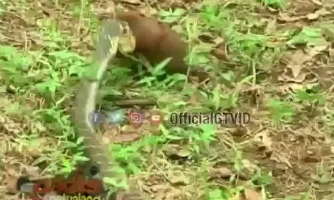 CLIP: Lao vào cắn nhau túi bụi, hổ mang chúa và cầy Mangut đều nhận cái kết đầy đau đớn 