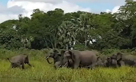 CLIP: Xuống uống nước bị cá sấu tấn công, voi lập tức dạy cho chúa tể đầm lầy bài học nhớ đời