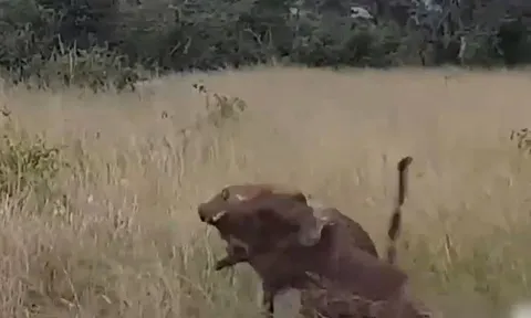 CLIP: Bị báo hoa mai tóm được, lợn rừng nỗ lực vùng vẫy thoát thân và cái kết