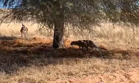 CLIP: Báo hoa mai lặng lẽ tiếp cận, hạ gục linh dương Impala trong chớp mắt