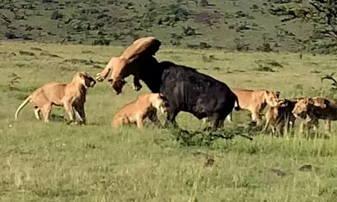 CLIP: Trâu rừng húc bay sư tử lên không trung nhưng vẫn phải nhận cái kết đắng chát
