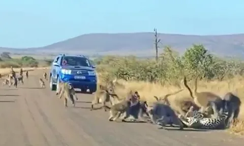 CLIP: 'Đi lạc' vào địa bàn của đàn khỉ đầu chó, báo hoa mai bị 'tẩn' cho 'ra bã'