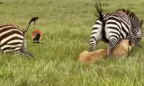 CLIP: Ngựa vằn liều mạng giẫm đạp sư tử để giải cứu đồng loại nhưng cái kết mới gây chú ý