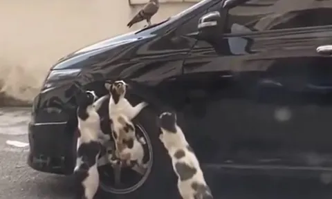 CLIP: 'Rủ nhau' đi săn chim bồ câu, 3 con mèo nhận cái kết 'muối mặt'