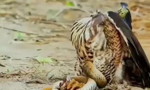 CLIP: Liều mình vuốt ve rắn hổ mang mới nở, người phụ nữ nhận cái kết khó tin