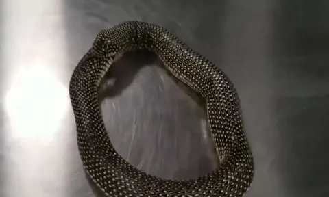 CLIP: 'Ớn lạnh' trước khoảnh khắc rắn tự nuốt chính mình