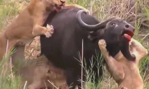 CLIP: Đi săn trâu rừng, sư tử bị con mồi húc thủng nách nhưng cái kết mới gây chú ý
