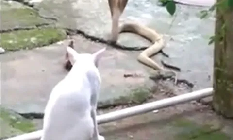 CLIP: Đụng độ, mèo và rắn hổ mang 'thi gan' và cái kết không ai đoán ra