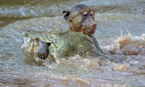 CLIP: Cá sấu ẩn nấp tài tình, đoạt mạng khỉ đầu chó trong nháy mắt