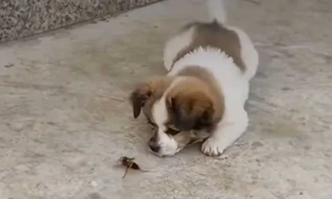 CLIP: Trêu chọc ong bắp cày, cún con nhận bài học nhớ đời