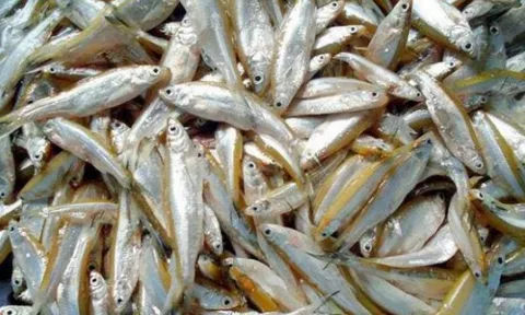 Từ món ăn cho lợn trở thành đặc sản cao cấp: Cá tép dầu - "vàng mười" của lòng hồ Sơn La