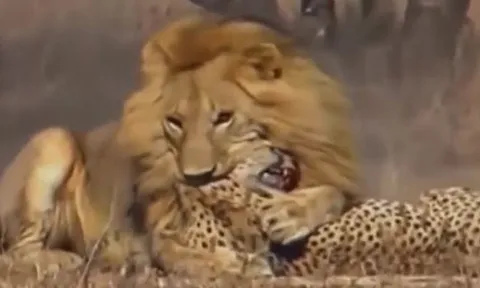 CLIP: Rơi vào tầm ngắm của sư tử, báo săn nhận cái kết bi thảm