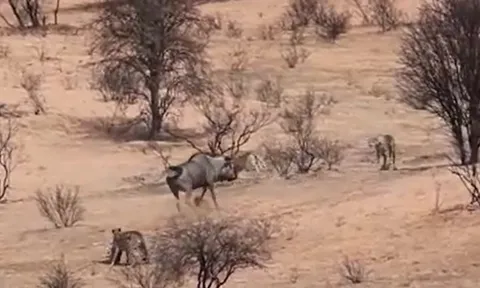 CLIP: Linh dương đầu bò điên cuồng truy sát báo săn khi con non bị kẻ thù tấn công