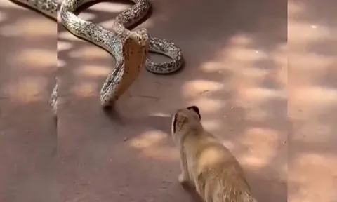 CLIP: Màn đối đầu kịch liệt giữa rắn hổ mang với cầy mangut, cái kết đầy bất ngờ