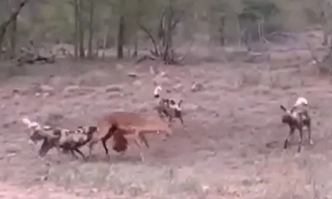 CLIP: Bị đàn chó hoang châu Phi moi nội tạng, linh dương Impala vẫn vùng dậy tấn công ngược kẻ đi săn