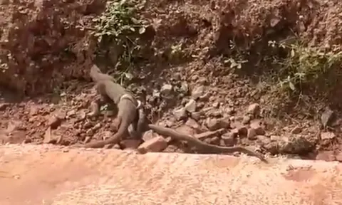 CLIP: Kẻ đi săn trở thành kẻ bị săn, cầy mangut trả giá đắt khi chọn nhầm con mồi