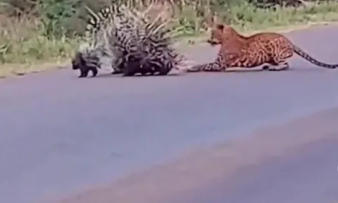 CLIP: Cuộc chiến bảo vệ con, nhím bố mẹ dũng cảm đối đầu báo đốm