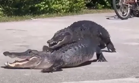 CLIP: Hai con cá sấu cắn nhau điên cuồng trước mặt du khách