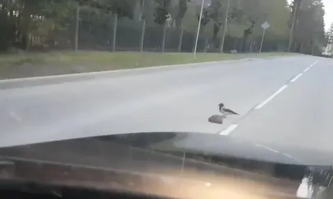 CLIP: Chú quạ tốt bụng giúp nhím băng qua đường theo cách không ai ngờ tới