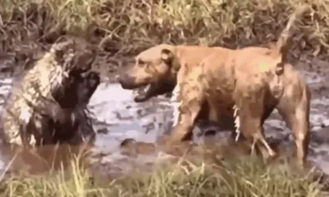 CLIP: Pitbull và trận chiến đau đớn với nhím trong vũng bùn