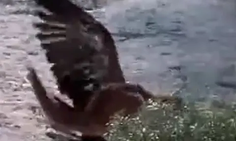 CLIP: Vừa săn được thỏ, đại bàng lại biến thành con mồi của báo sư tử