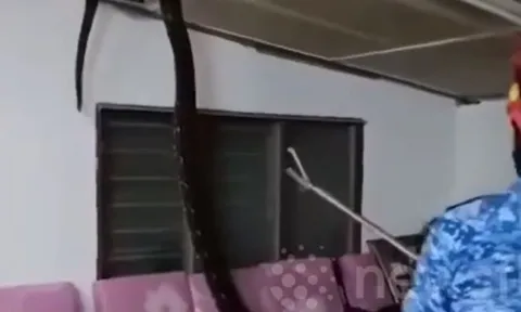 CLIP: Kinh hãi trước khoảnh khắc trăn khổng lồ rơi từ trần nhà xuống phòng khách 