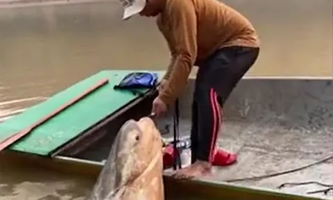 CLIP: Người đàn ông câu được con cá khổng lồ nặng 135kg