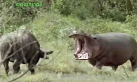 CLIP: Cà khịa hà mã, trâu rừng suýt bị đối thủ ngoạm nát đầu