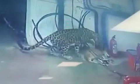 CLIP: Báo hoa mai dùng điệu hổ ly sơn với chó mẹ, thành công bắt cóc đàn con 