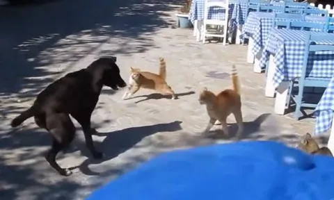 CLIP: Chó nhà bị 3 con mèo 'đánh hội đồng' và cái kết