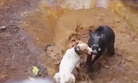 CLIP: Nghẹt thở trước màn tử chiến của chó Pitbull và lợn rừng