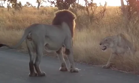 CLIP: Sư tử cái dở thói đanh đá khiến sư tử đực khiếp vía