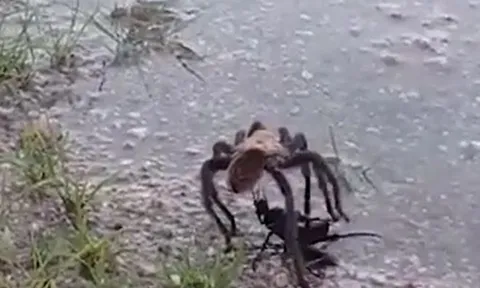 CLIP: Đụng độ nhện độc khổng lồ, ong bắp cày nhận cái kết khó tin