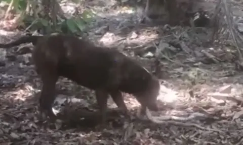 CLIP: Chó Pitbull dũng cảm chiến đấu với rắn hổ mang 'khủng' để bảo vệ chủ rồi 'rủ' kẻ thù cùng đồng quy vu tận