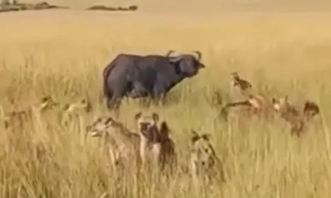 CLIP: Bị đàn linh cẩu tấn công, trâu rừng vẫn thoát chết ngoạn mục nhờ 'vị cứu tinh'
