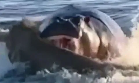 CLIP: Đang bơi qua sông, sư tử bị hà mã tập kích bất ngờ và cái kết 'thót tim'