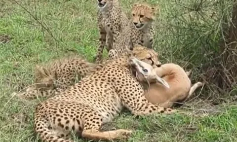 CLIP: Mãn nhãn trước màn săn linh dương thần tốc của báo