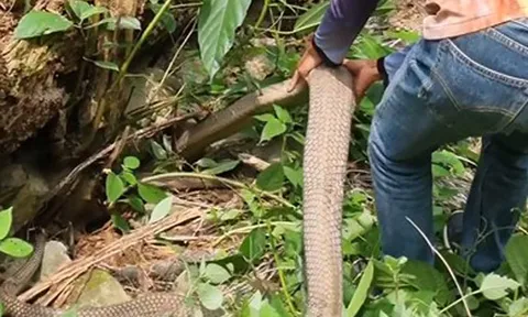 CLIP: Rùng mình trước cảnh 2 người đàn ông dùng tay bắn rắn khổng lồ