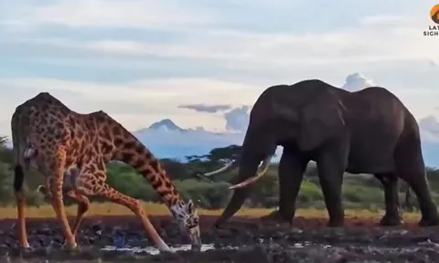 CLIP: Hươu cao cổ bị voi 'tẩn' cho nhừ tử vì 'cố đấm ăn xôi'