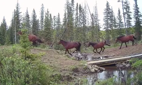 CLIP: Đàn ngựa hoang bỏ chạy tán loạn vì bị gấu xám truy sát