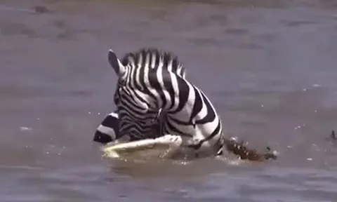 CLIP: Bị cá sấu tấn công khi đang bơi qua sông, ngựa vằn nổi điên cắn luôn cả kẻ đi săn và cái kết mãn nhãn