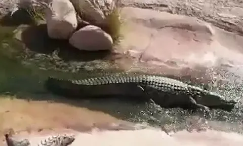 CLIP: Phì cười trước khoảnh khắc cá sấu chơi trượt nước như người
