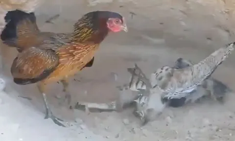 CLIP: Bị diều hâu tập kích bất ngờ, gà mẹ liên tục 'tung cước' khiến đối thủ bẽ mặt