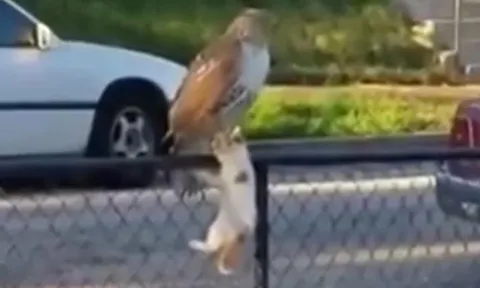 CLIP: Bị diều hâu tóm được, mèo nhà cố thủ ở hàng rào sắt và cái kết khó tin